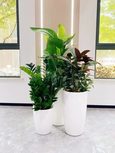 专业植物租赁,宁波奉化打造独特室内绿色景观